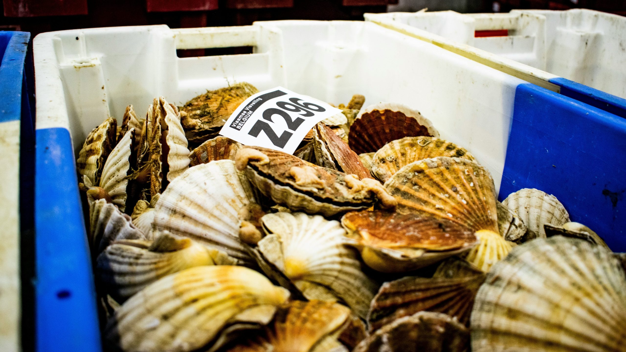 barquette coquille saint jacques