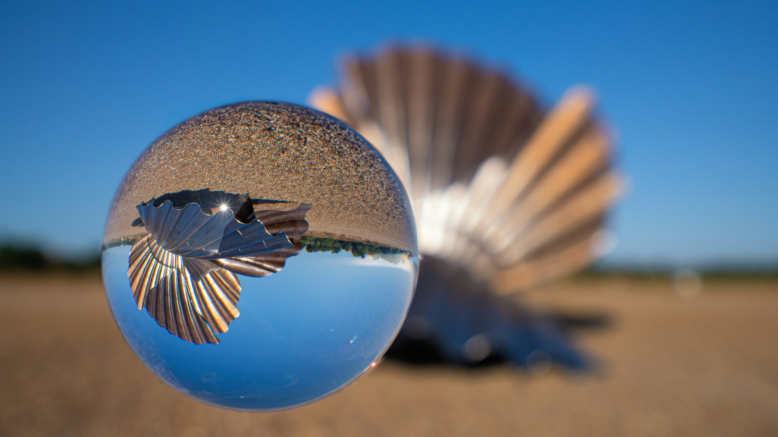 photo artistique gros plan structure coquille saint jacques